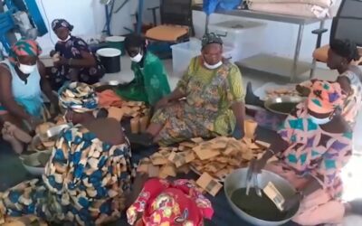 Au Sénégal, «L’ONG des Villageois de Ndem» prend en main le conditionnement et la distribution d’extrait foliaire de luzerne (EFL) dans la région de Ndem et Mbacke Kadior: